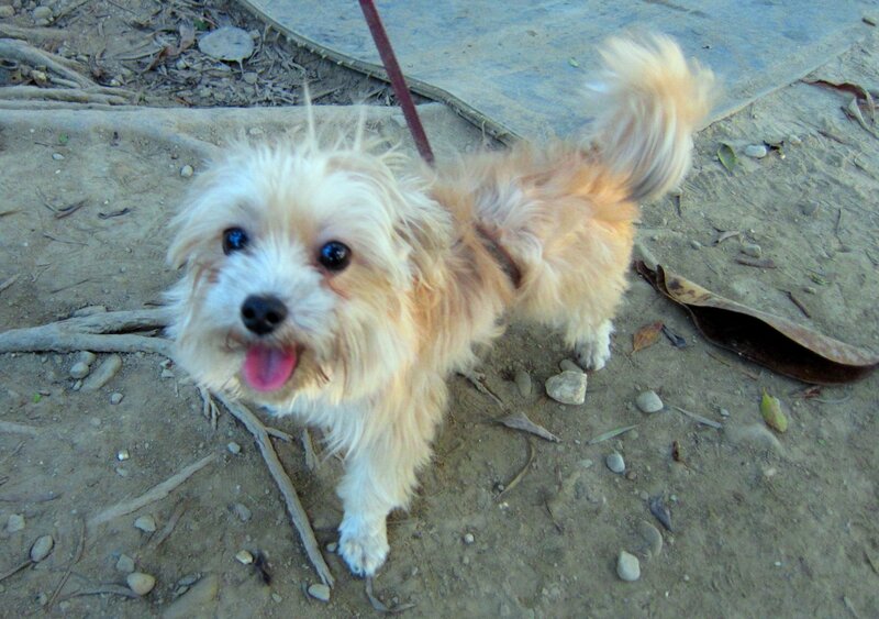 Small Fluffy Dog — White