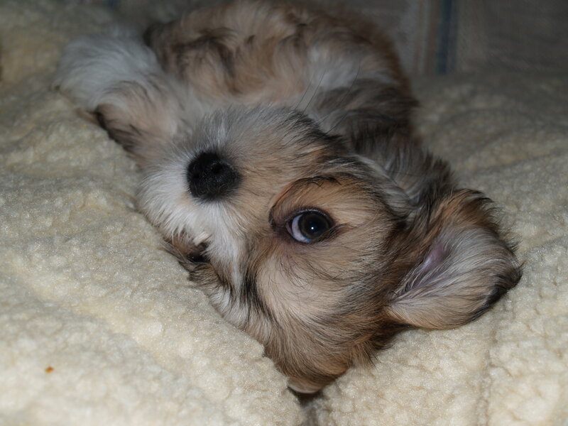 Small Fluffy Puppy — Brown