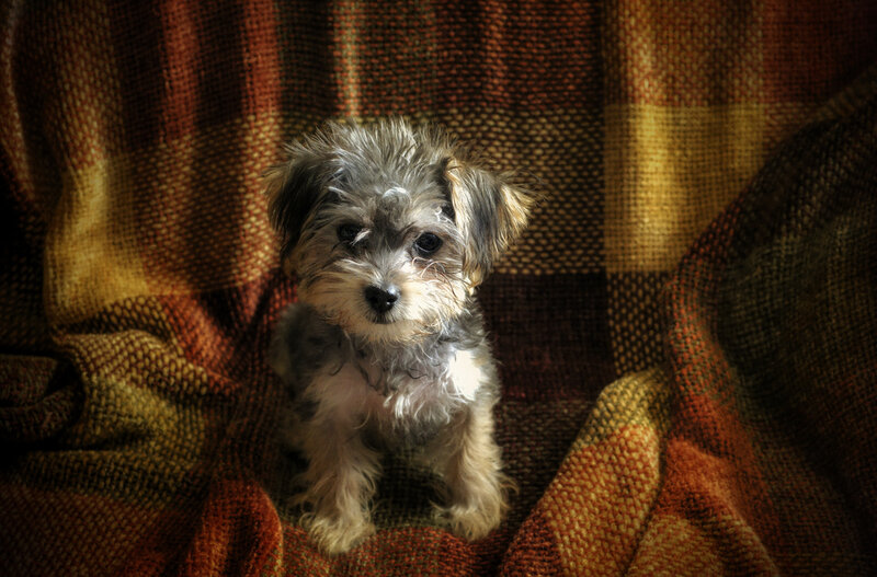 Small Fluffy Puppy