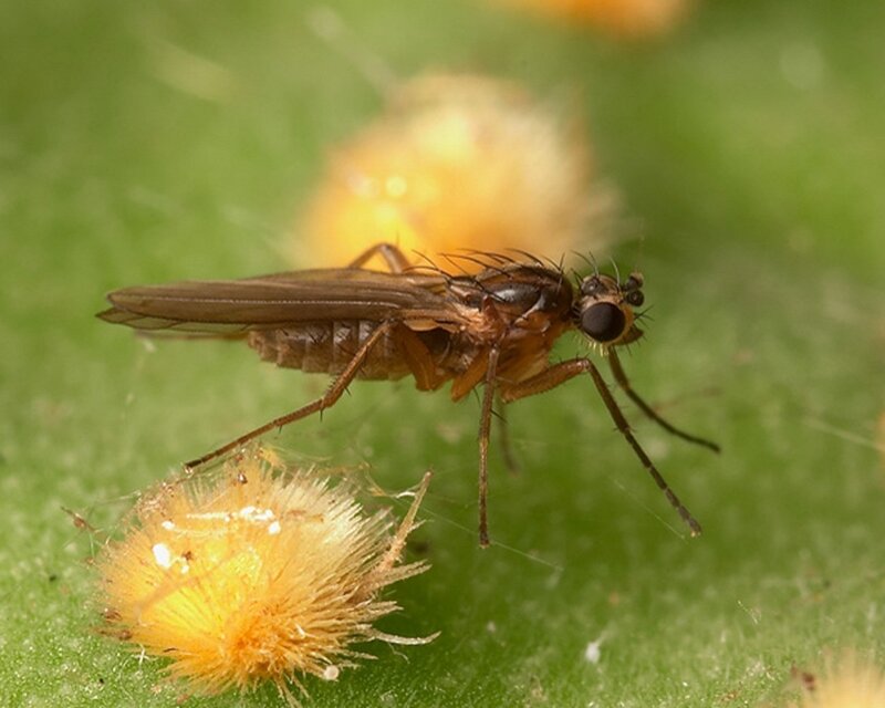 small fly on a green leaf