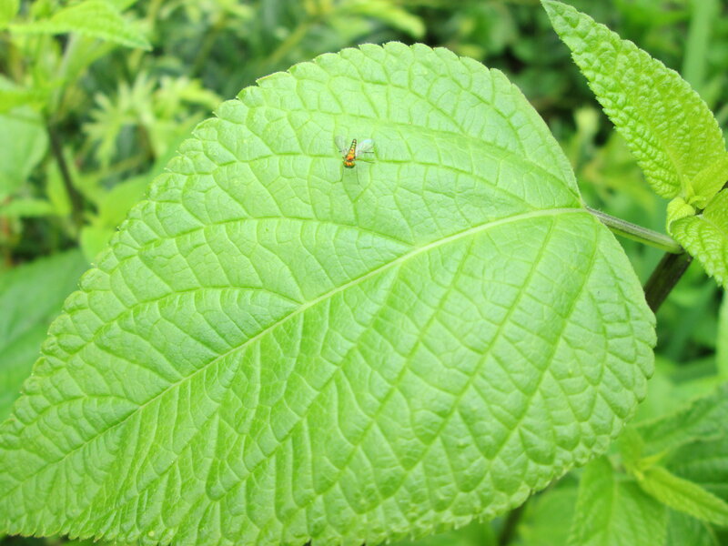 Small Fly on Green Leaf — Natural