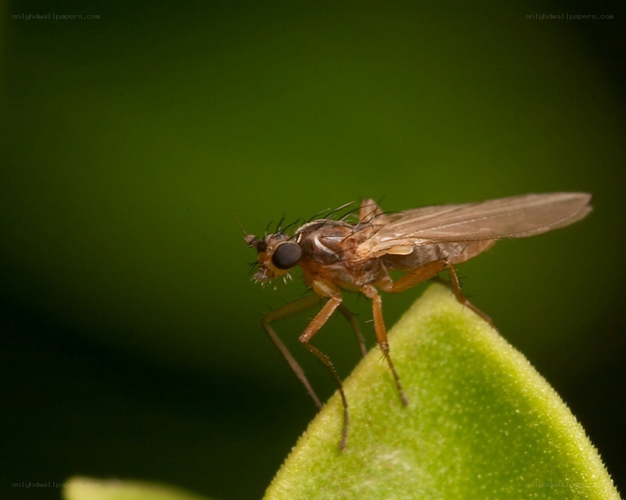 small fly on green leaf