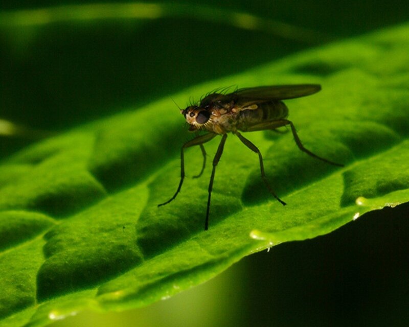 Small Fly on Leaf — Green