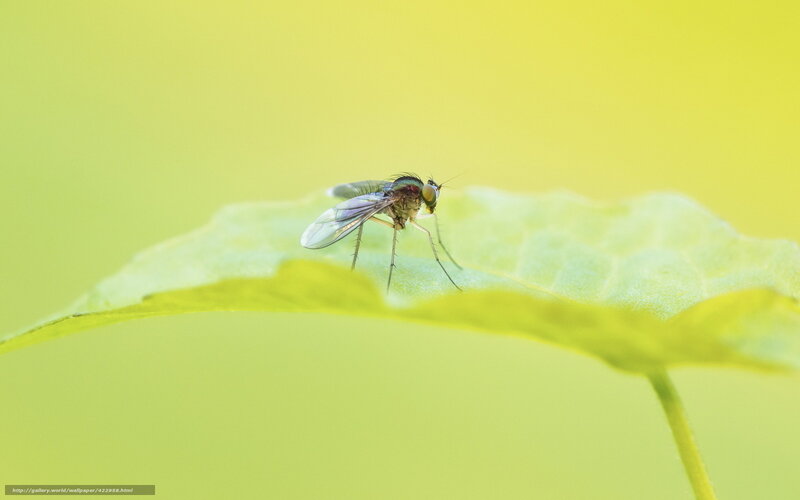 Small Fly on Leaf