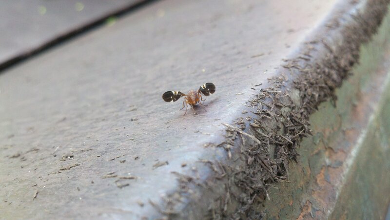 small fly on wooden surface