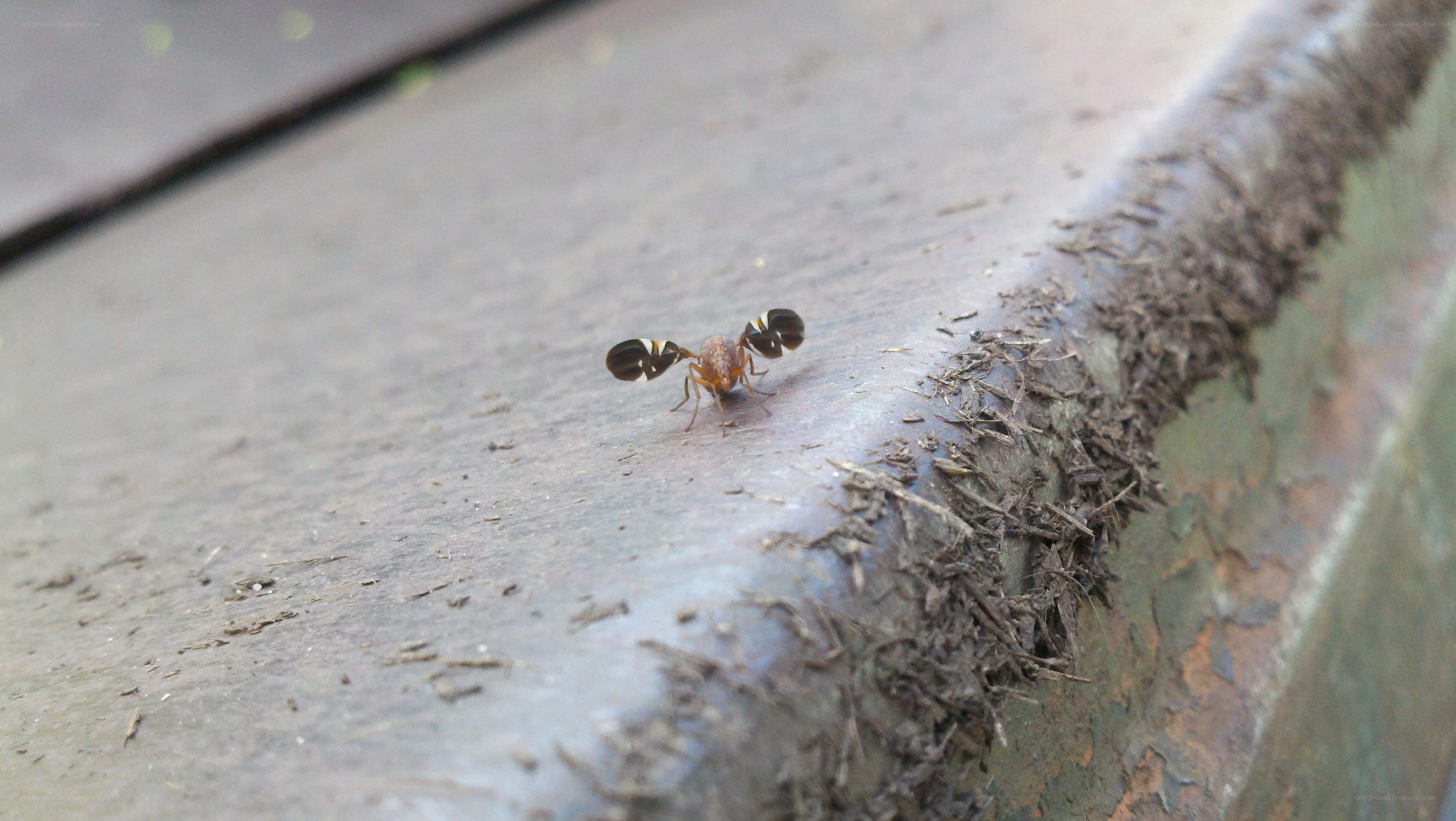 small fly on wooden surface