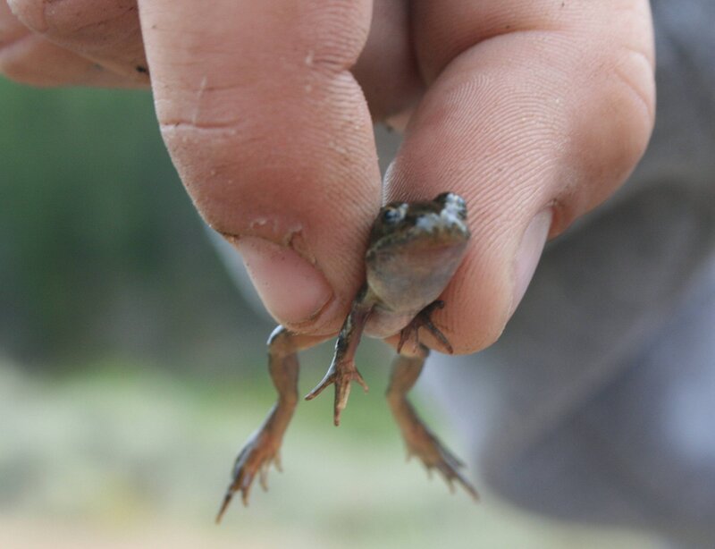Small Frog in Hand