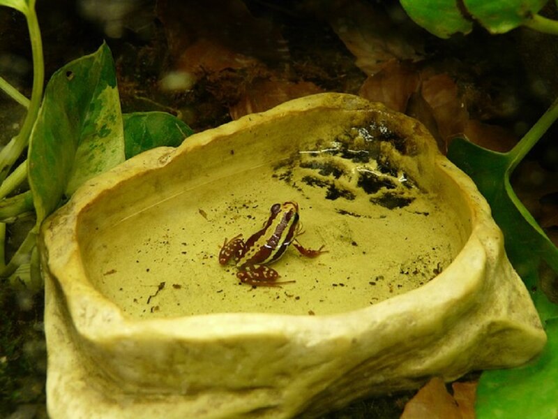 Small Frog in Water Bowl