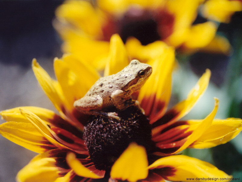 Small Frog on Flower