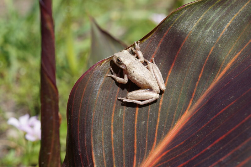 Small Frog on Leaf — Green, Calm, Afternoon