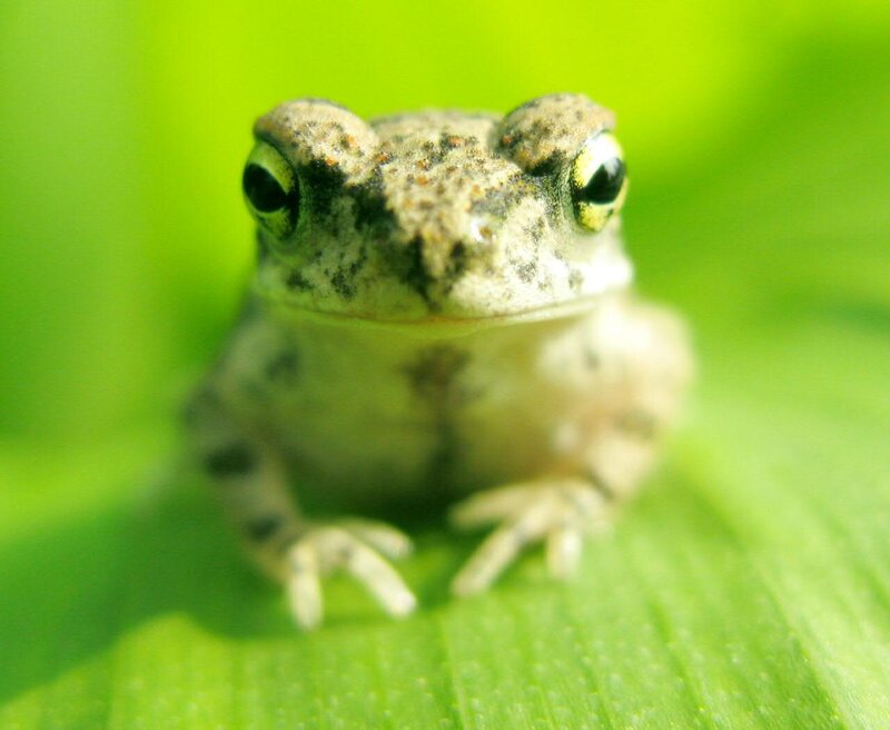 Small Frog on Leaf — Green, Calm
