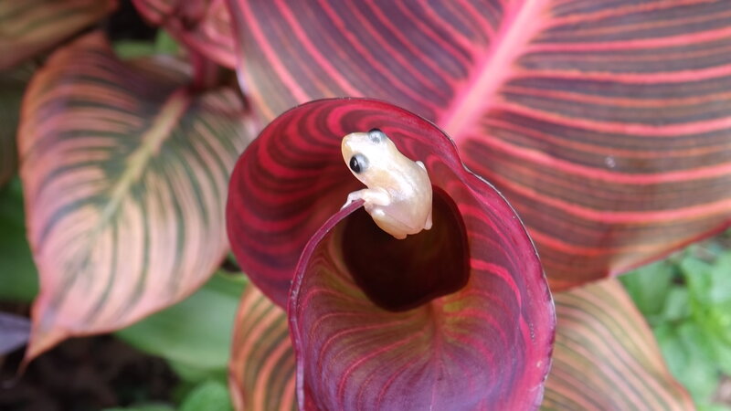 Small Frog on Leaf — Red