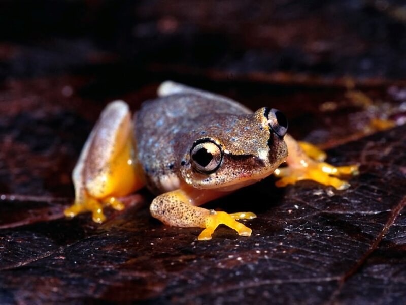 small frog on leaf