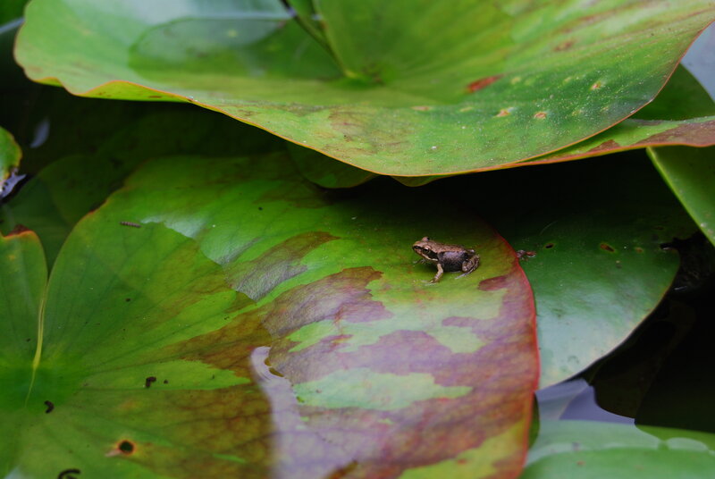 Small Frog on Lily Pad