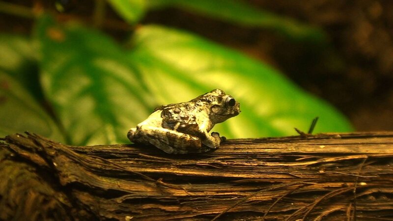 Small Frog on Log
