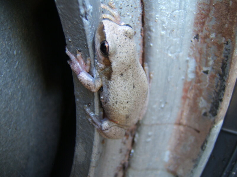 Small Frog on Wall