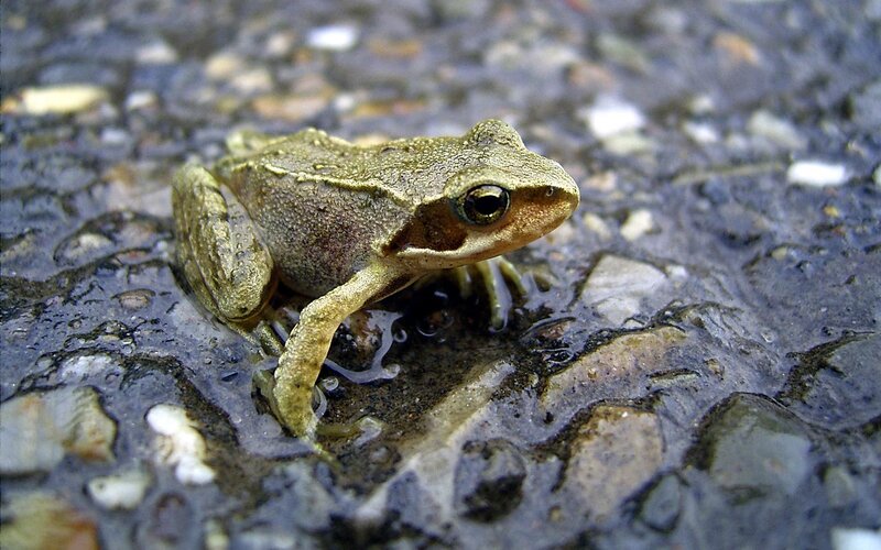 Small frog on wet pavement