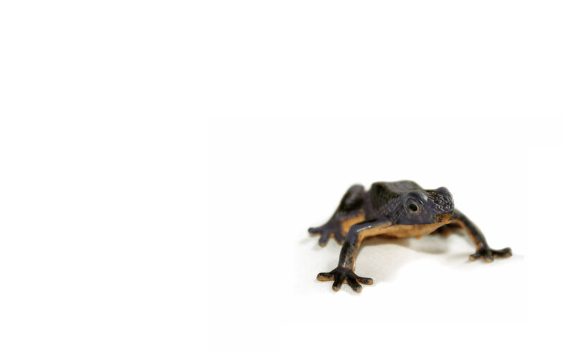 small frog on white background