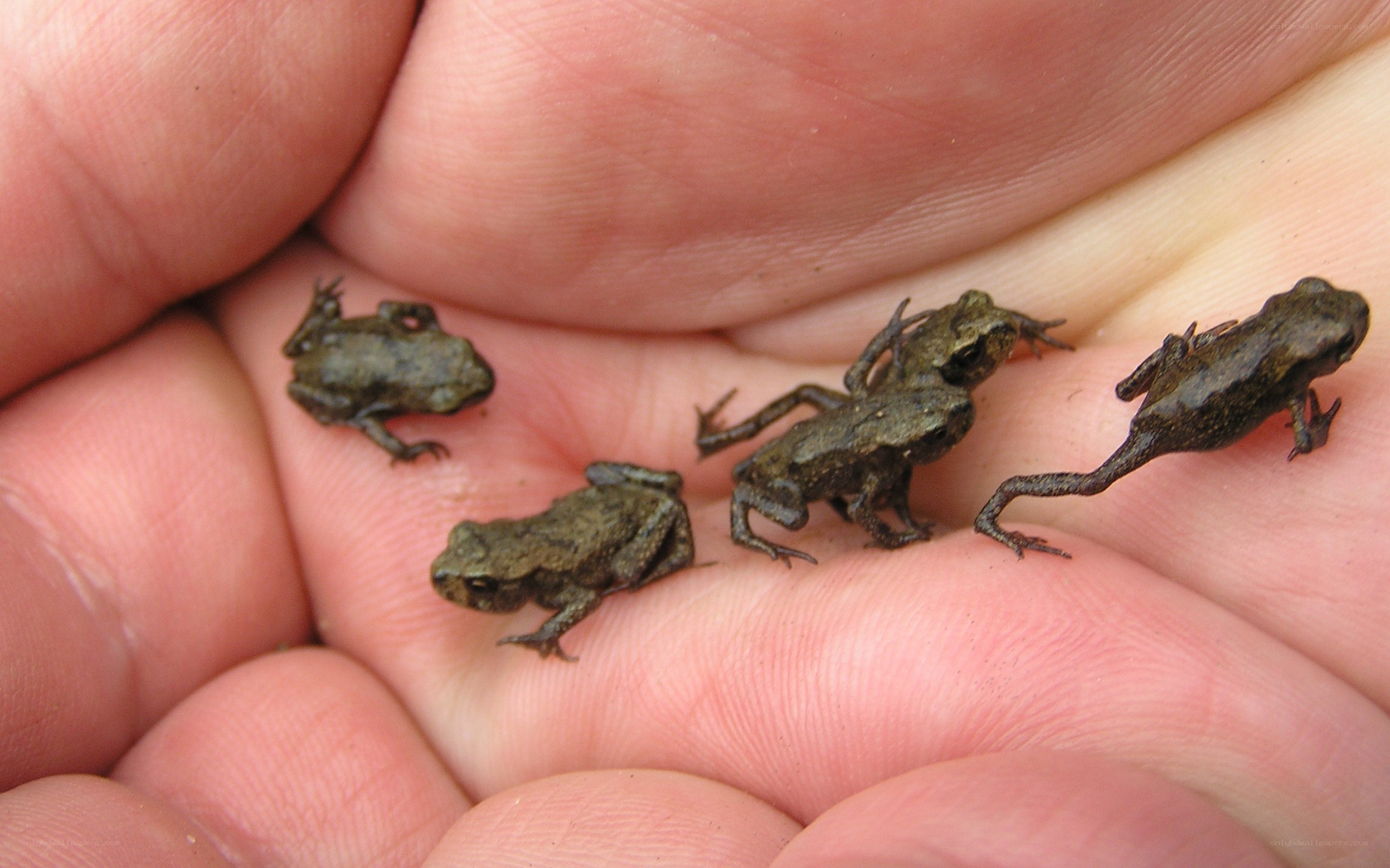 small frogs in a hand
