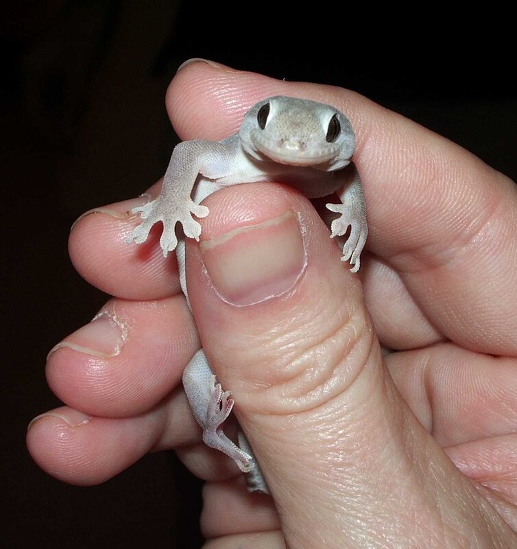 small gecko on hand