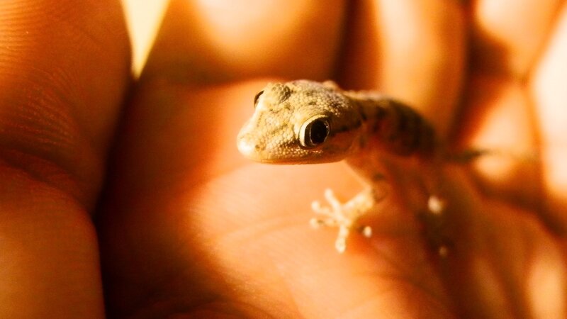 small gecko on hand