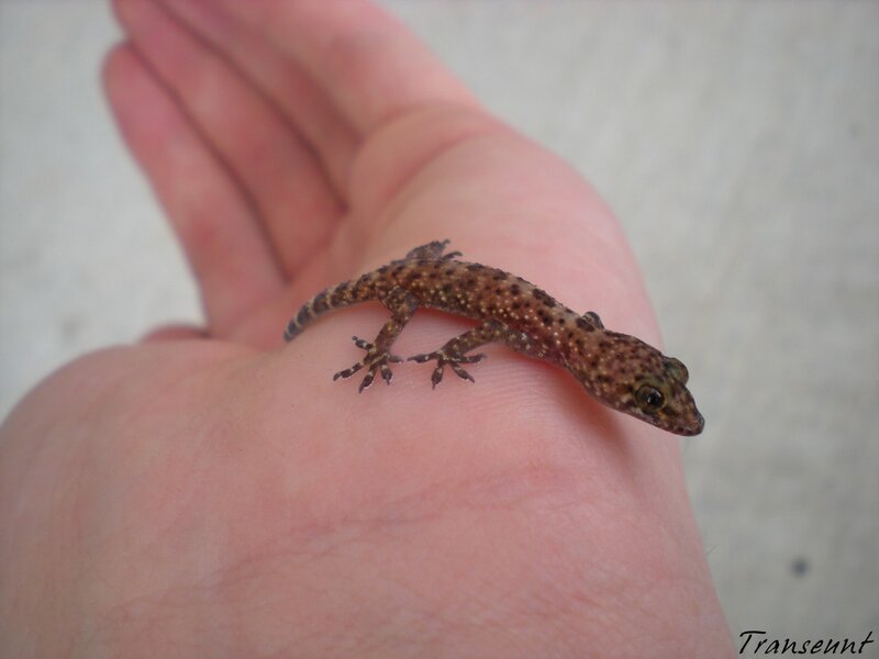 Small gecko on hand