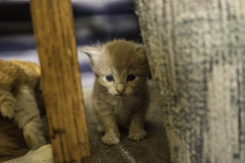 Small Ginger Kitten — Brown