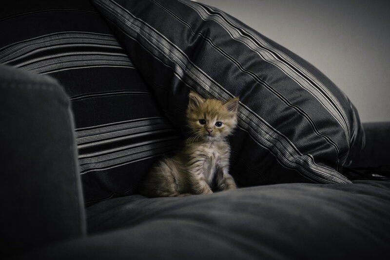 Small Ginger Kitten