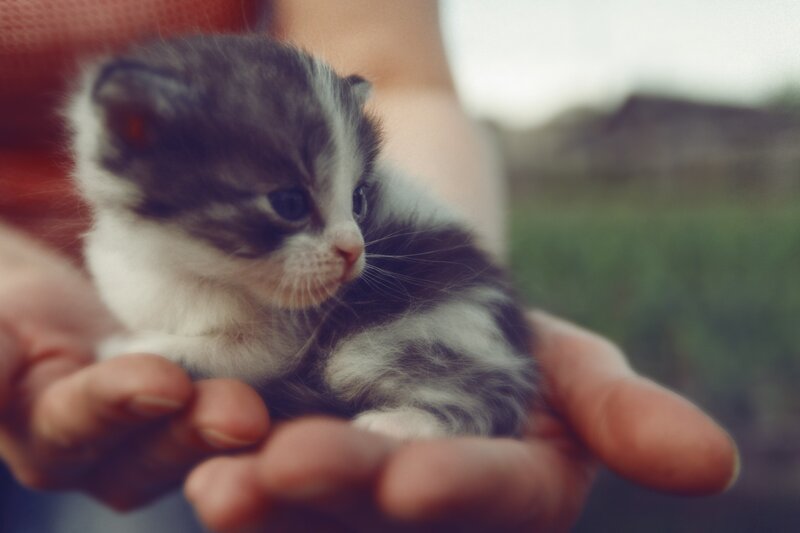 Small Gray-and-white Kitten — Gray