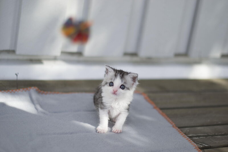 Small Gray and White Kitten