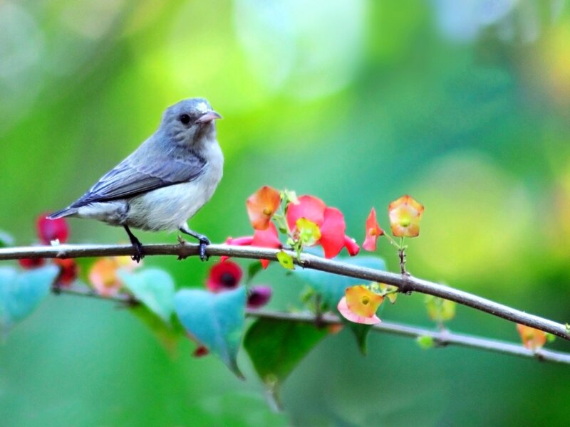 Small Gray Bird on Branch