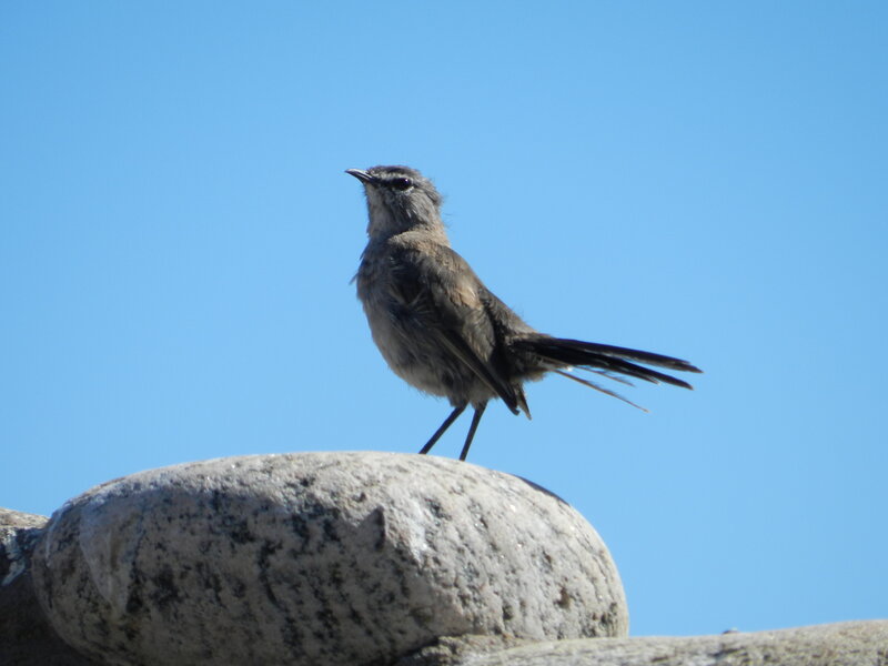 Small Gray Bird