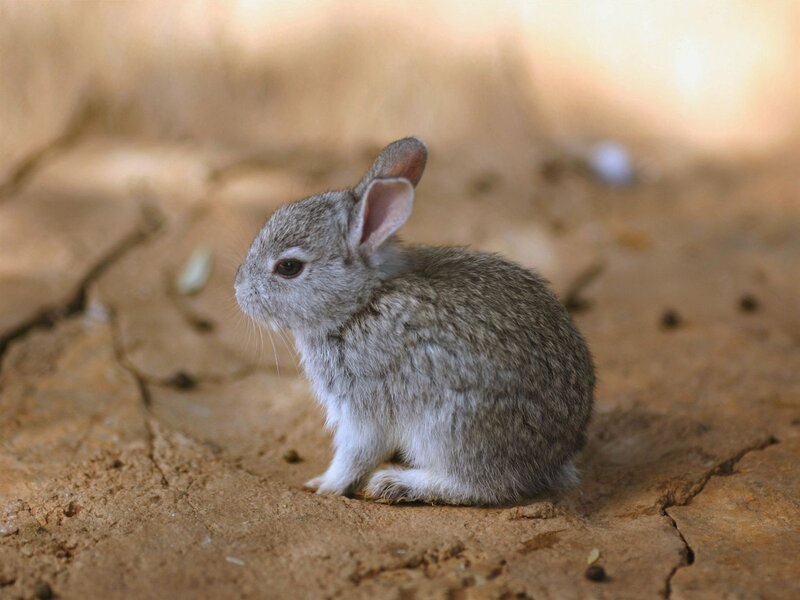 small gray bunny on dry ground