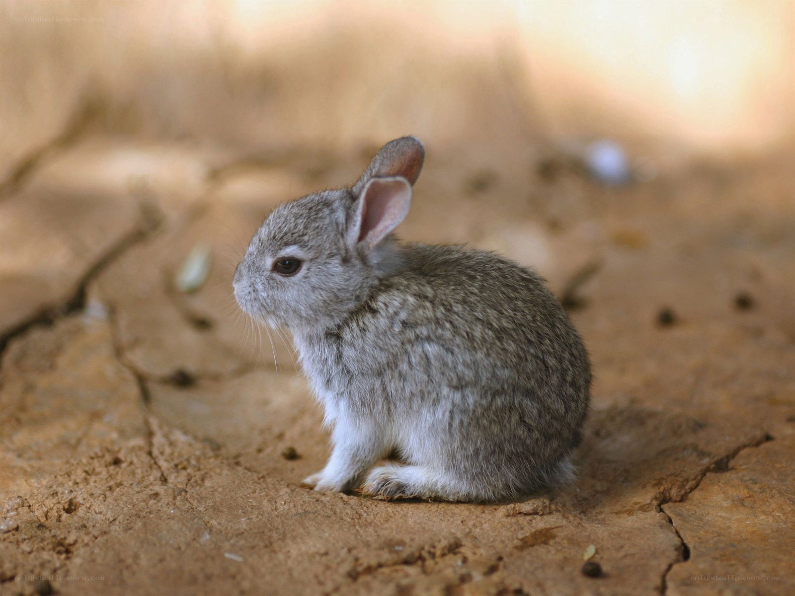 small gray bunny on dry ground