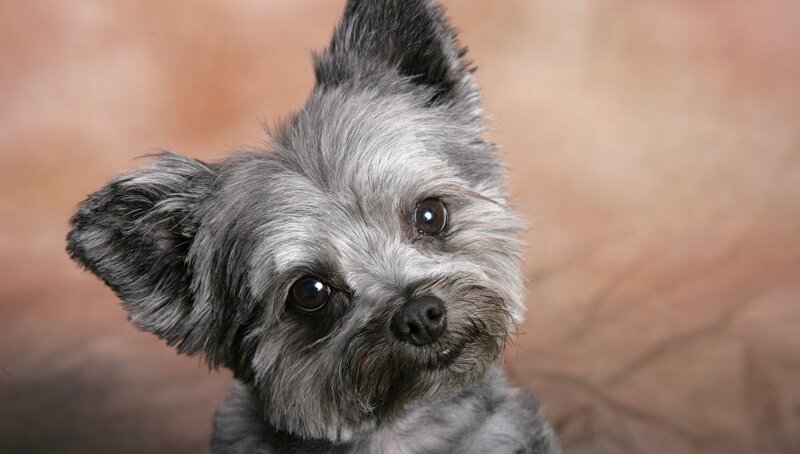 Small Gray Dog — Calm
