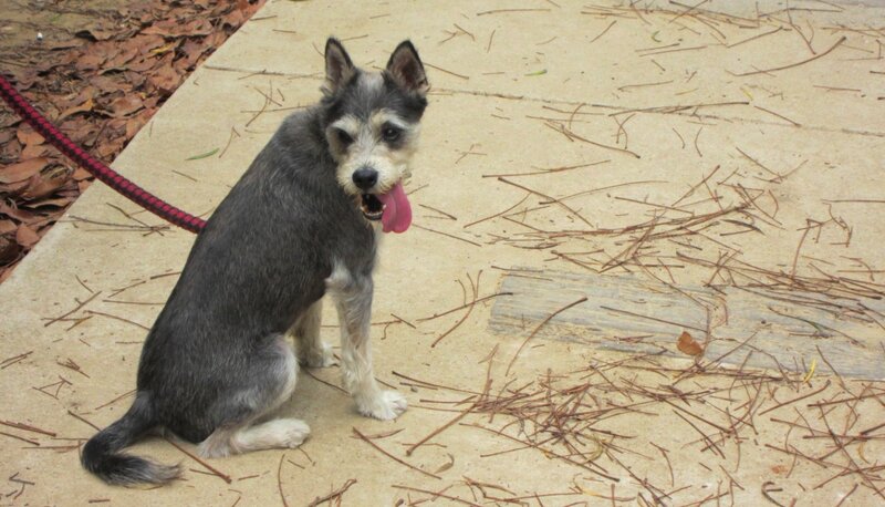 Small Gray Dog Sitting