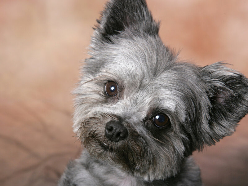 Small Gray Dog