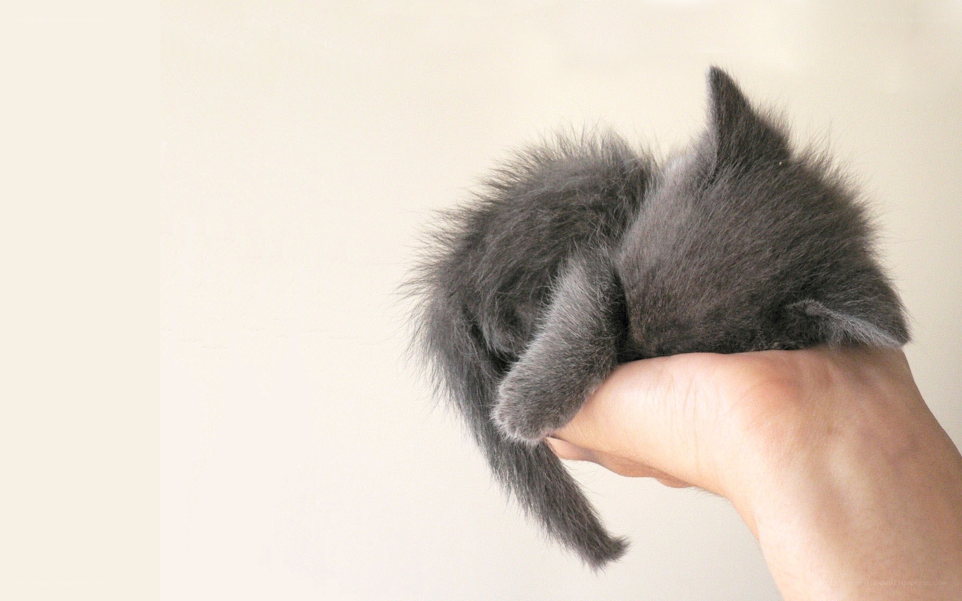 small gray kitten in hand