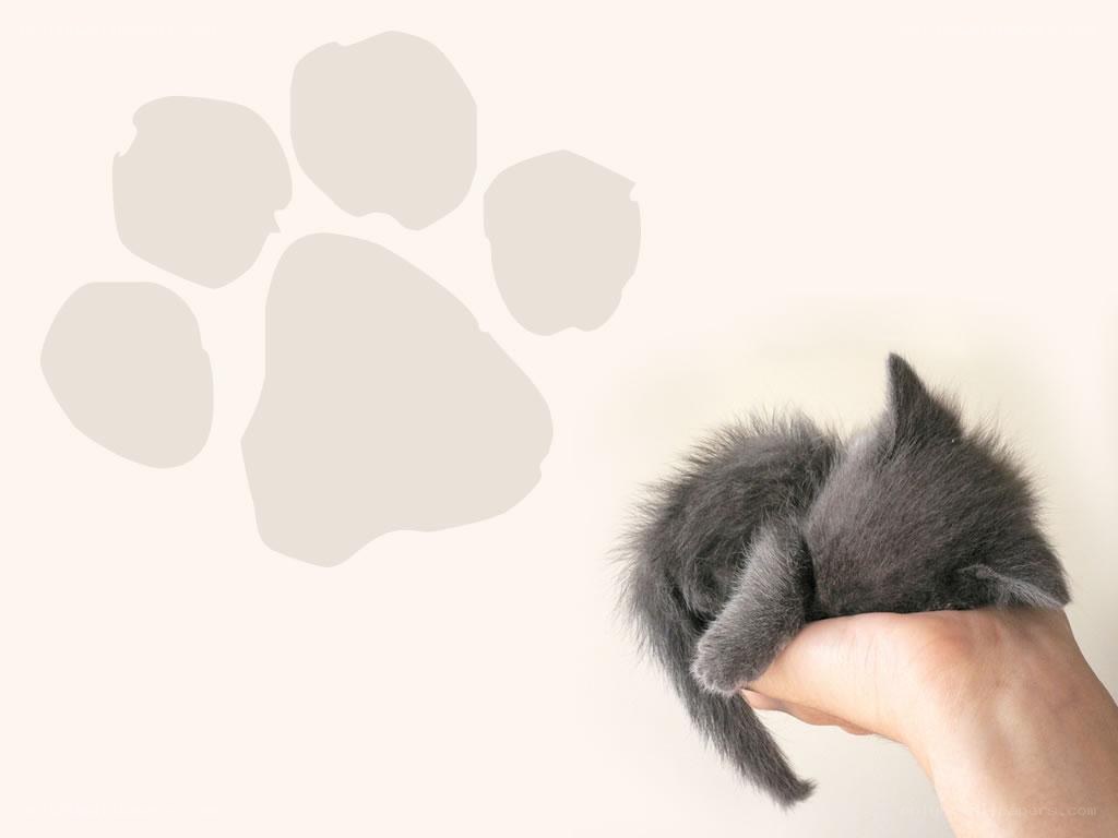 small gray kitten in hand