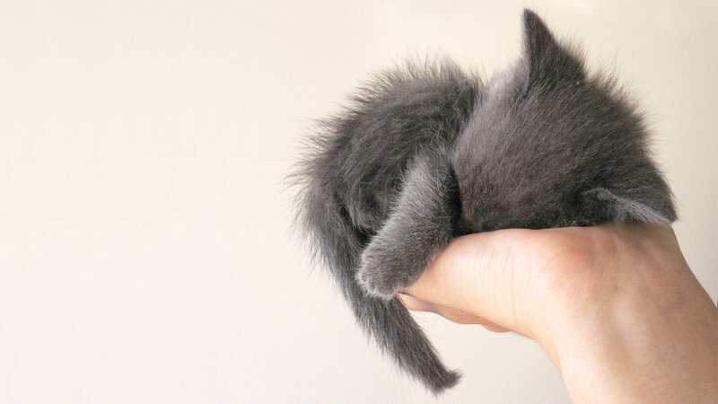 small gray kitten in hand