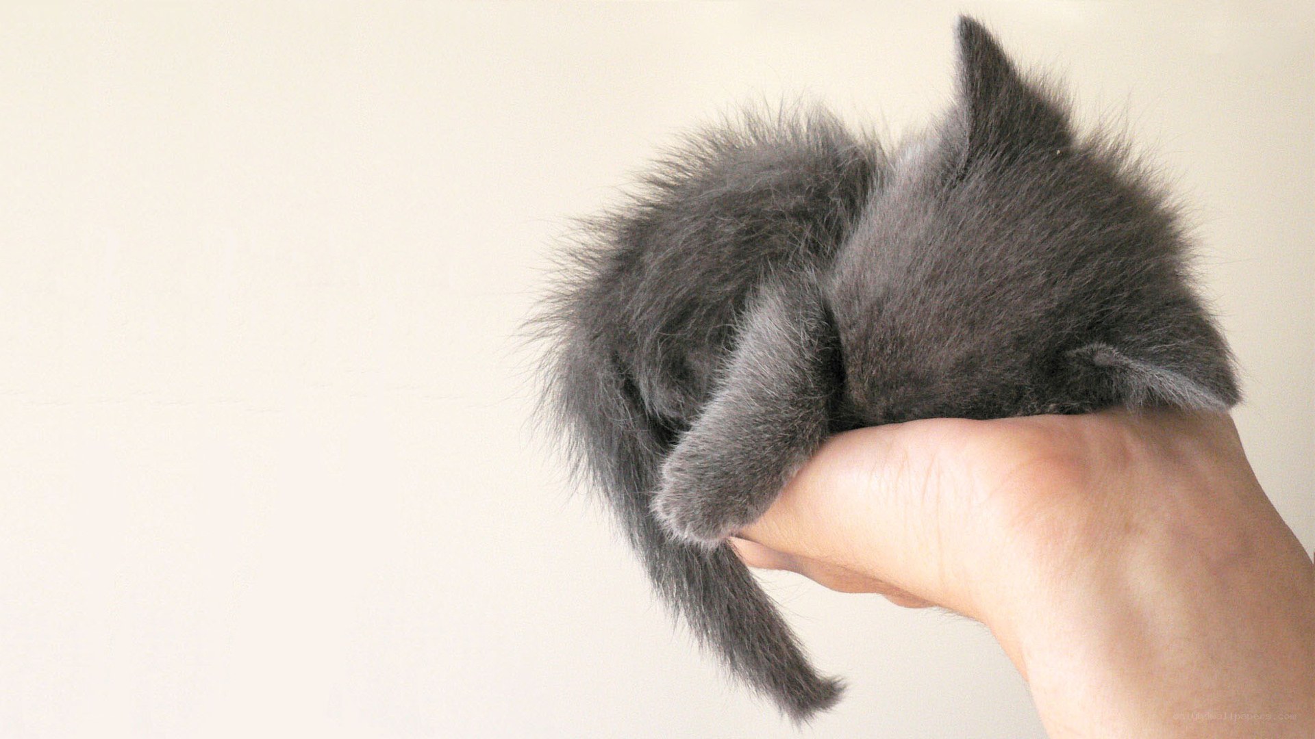 small gray kitten in hand