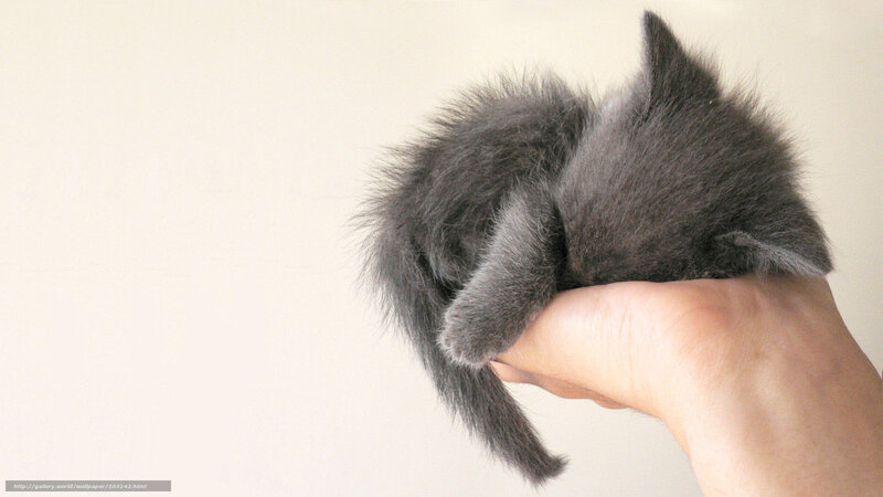small gray kitten sleeping