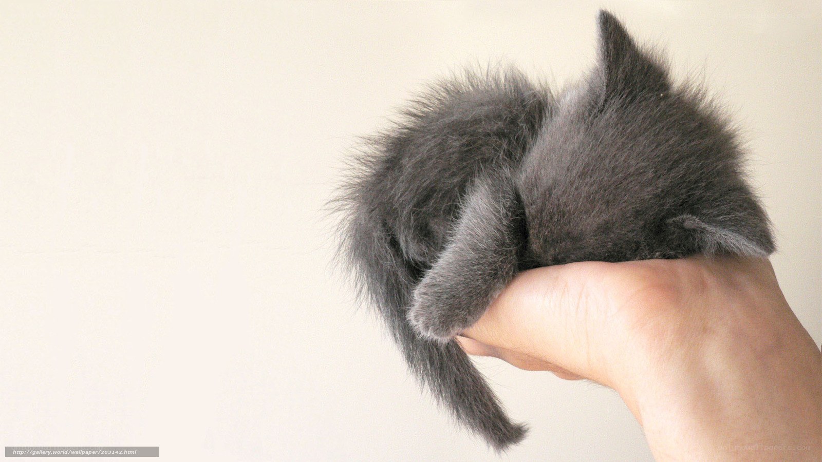 small gray kitten sleeping