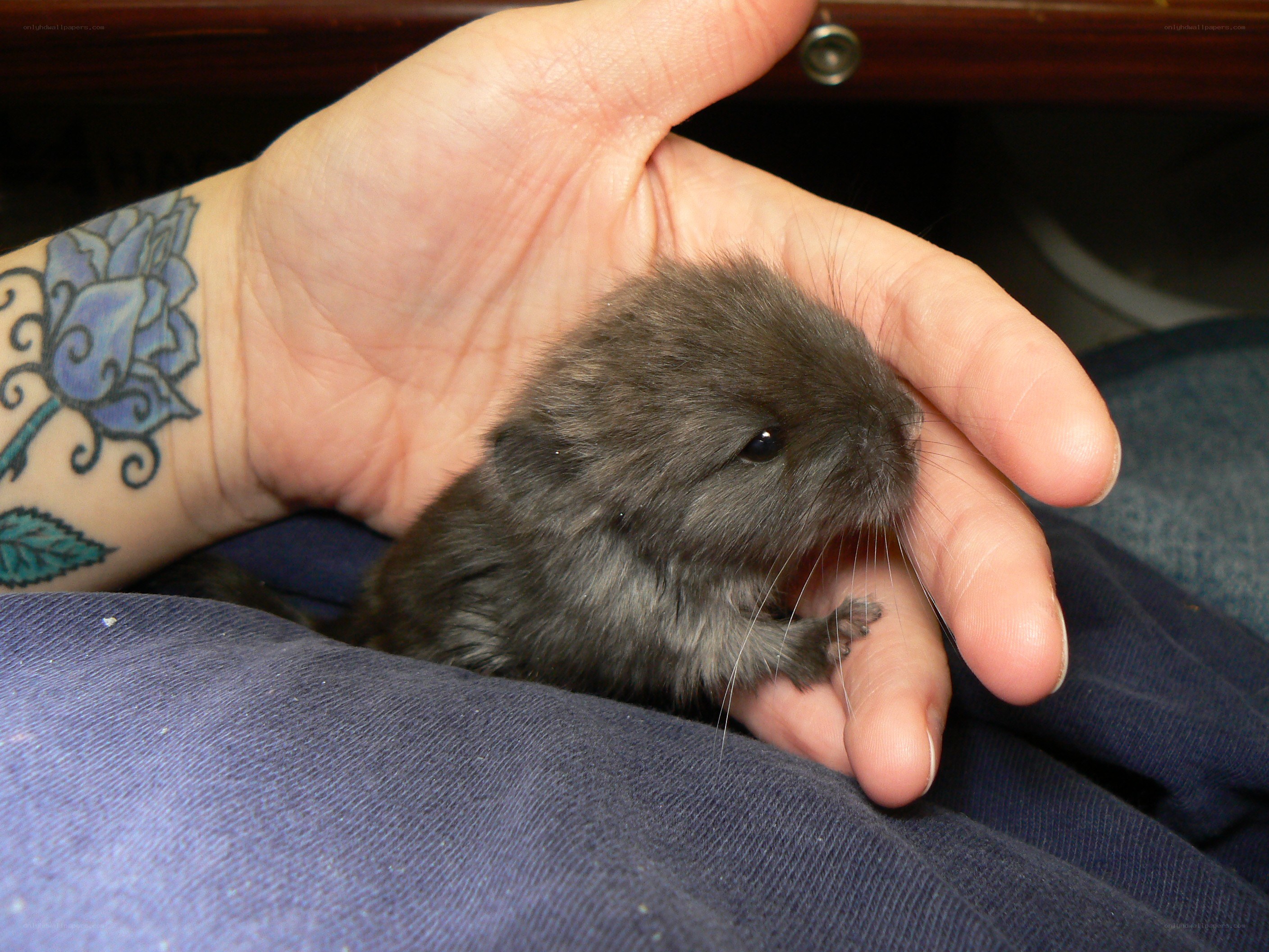 small gray rodent in hand
