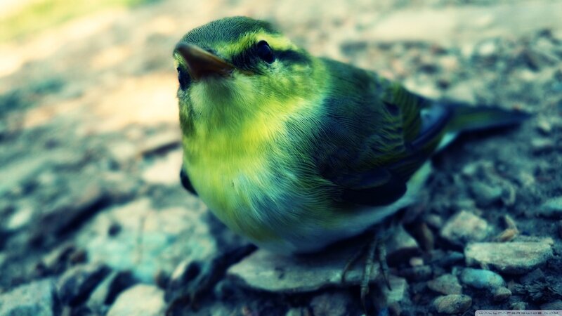 Small Green Bird — Calm, Photograph, Ground