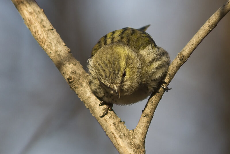 Small Green Bird — Calm, Photograph