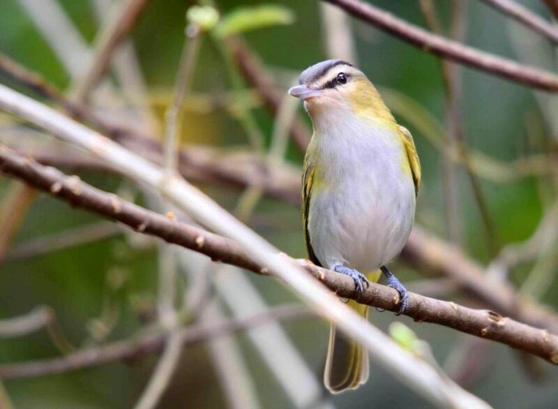 Small Green Bird on Branch