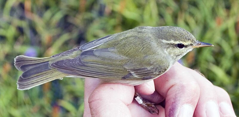 small green bird on hand