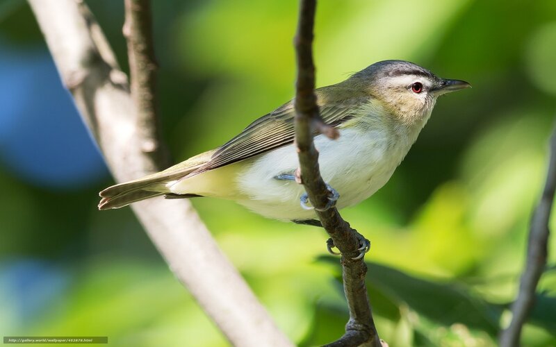 Small Green Bird — Serene, Afternoon