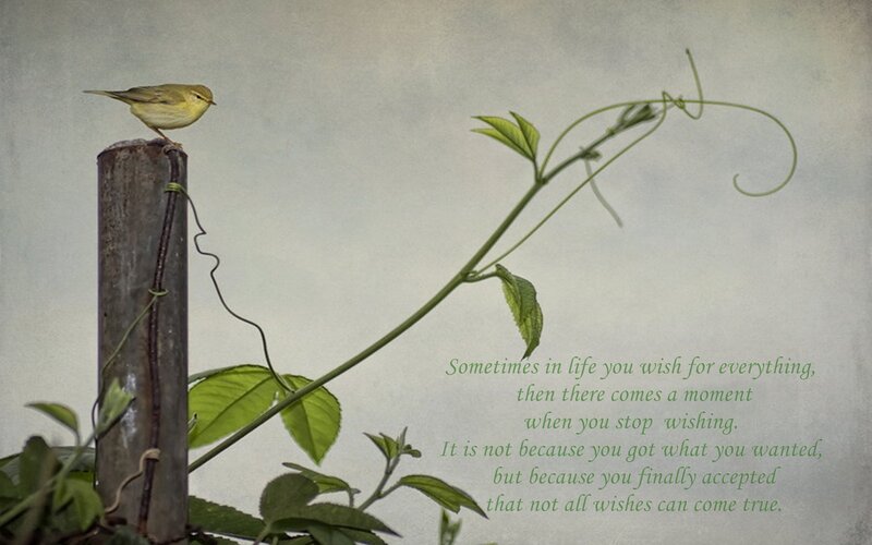 Small Green Bird — Serene
